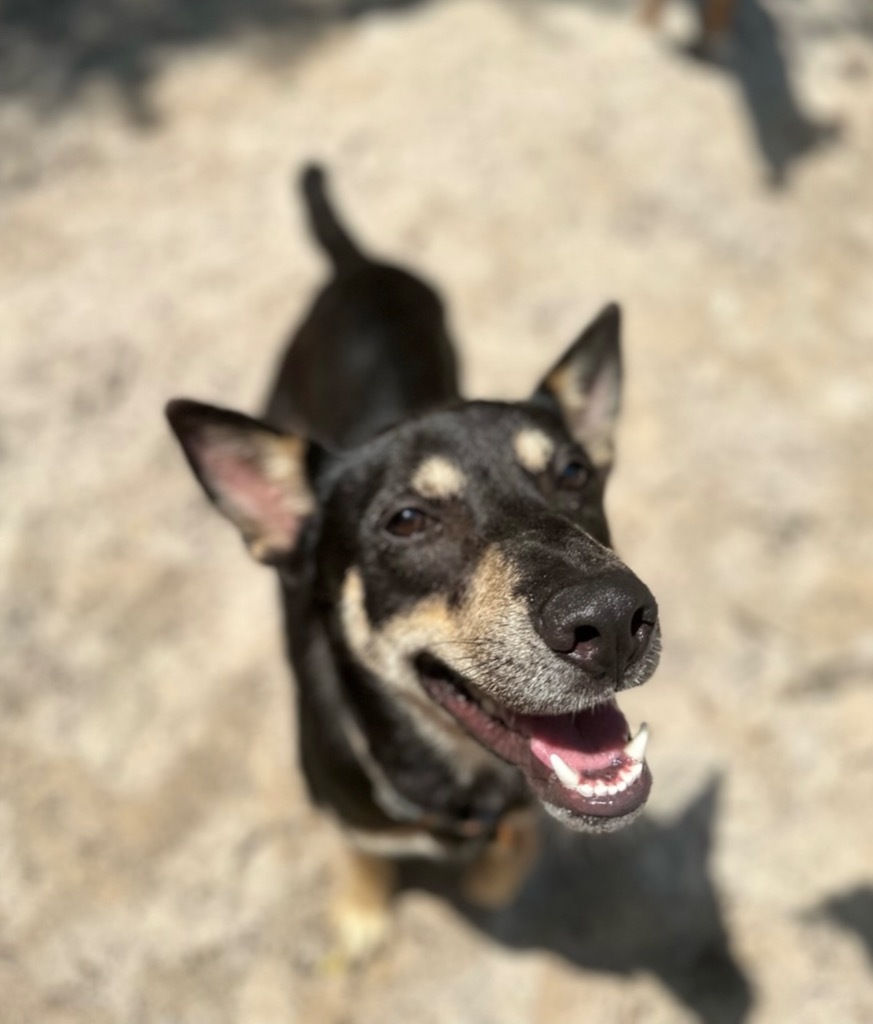 Ivan, an adoptable Shepherd, Husky in Fulton, TX, 78358 | Photo Image 1