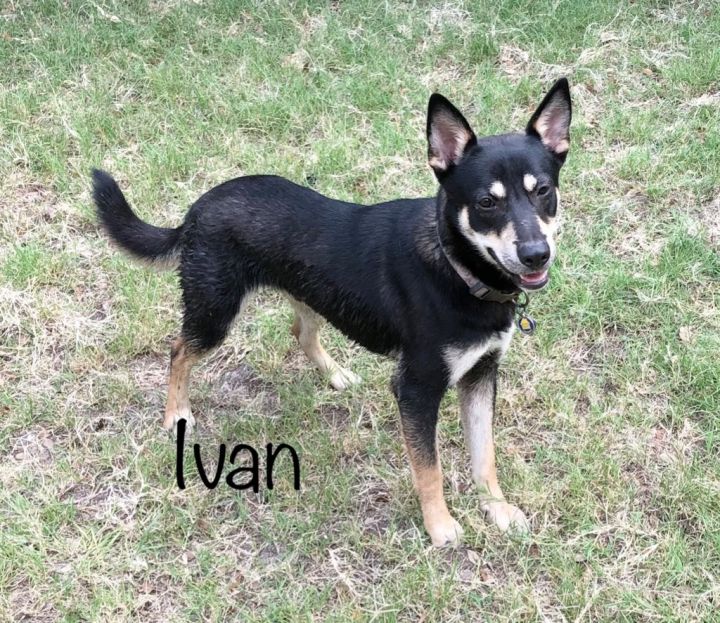 Ivan, an adoptable Shepherd & Husky Mix in Fulton, TX_image-2