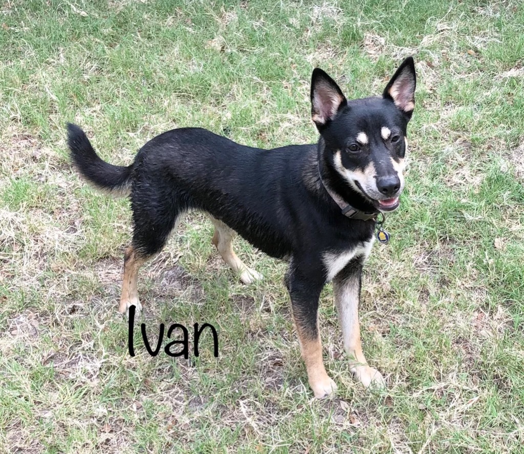 Ivan, an adoptable Shepherd, Husky in Fulton, TX, 78358 | Photo Image 2