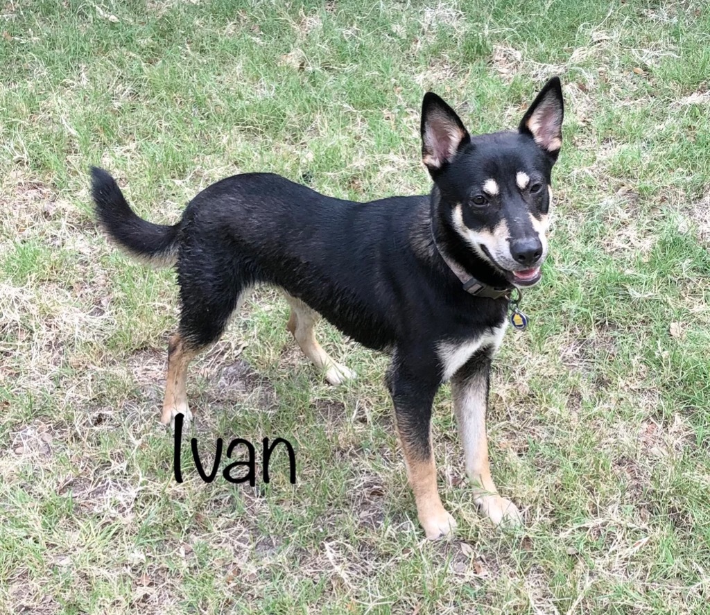 Ivan