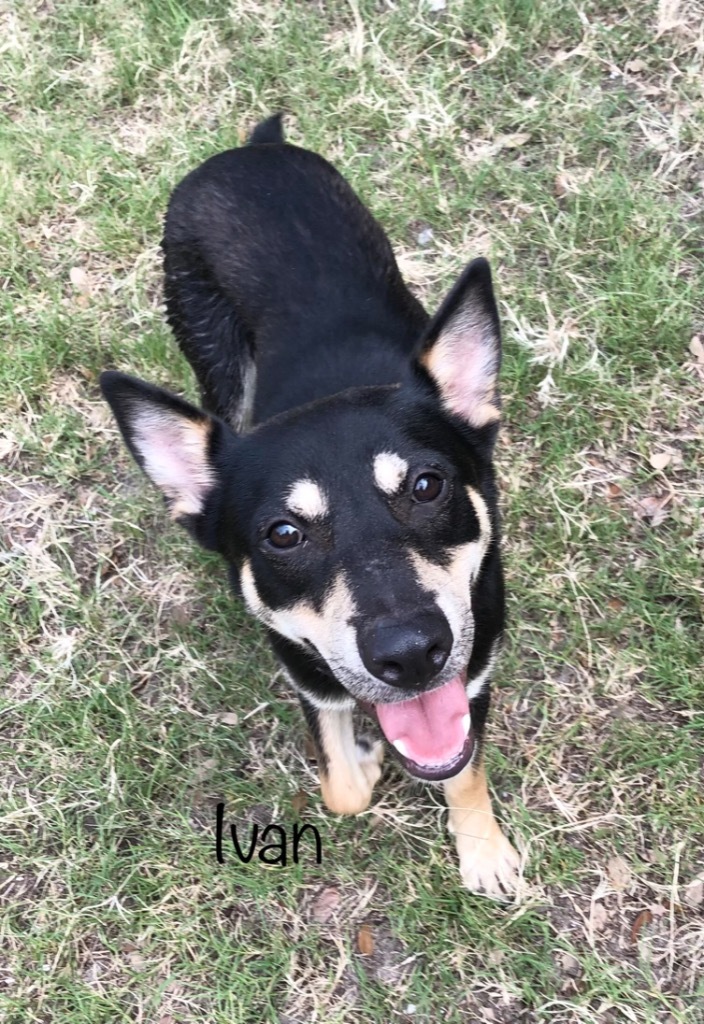 Ivan, an adoptable Shepherd & Husky Mix in Fulton, TX_image-3