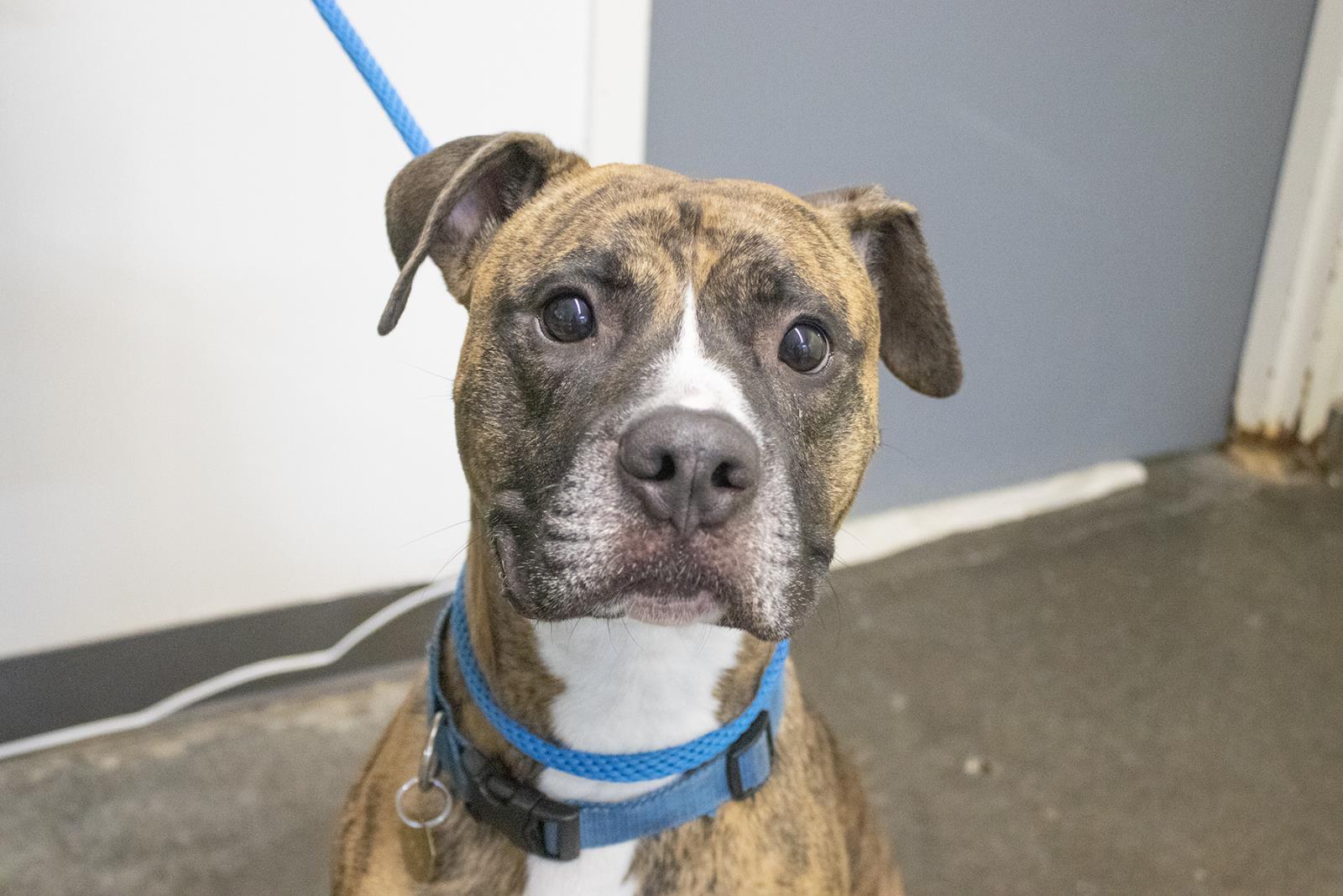 Dog for adoption Paully (Wally), a Pit Bull Terrier & Boxer Mix in