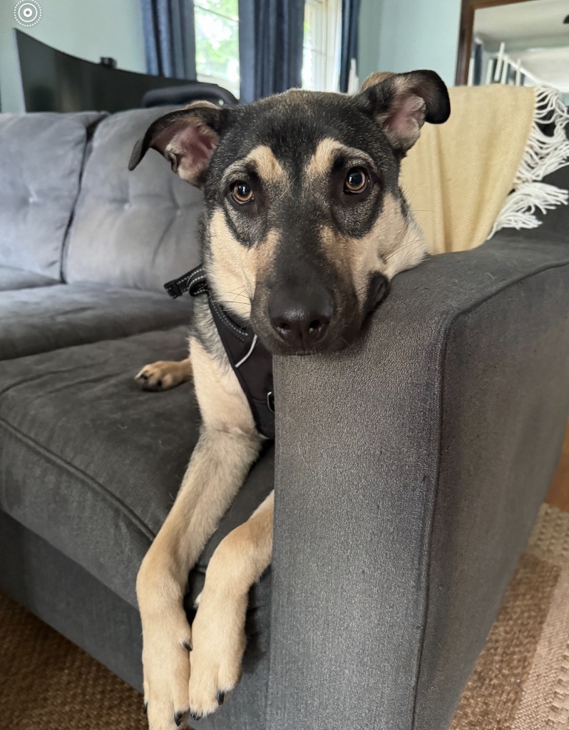 Lulu, an adoptable Shepherd, Labrador Retriever in Little Rock, AR, 72207 | Photo Image 1