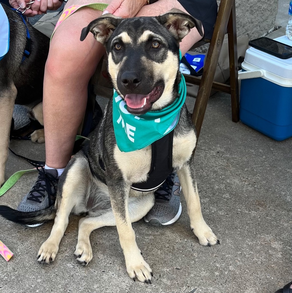 Lulu, an adoptable Shepherd, Labrador Retriever in Little Rock, AR, 72207 | Photo Image 2