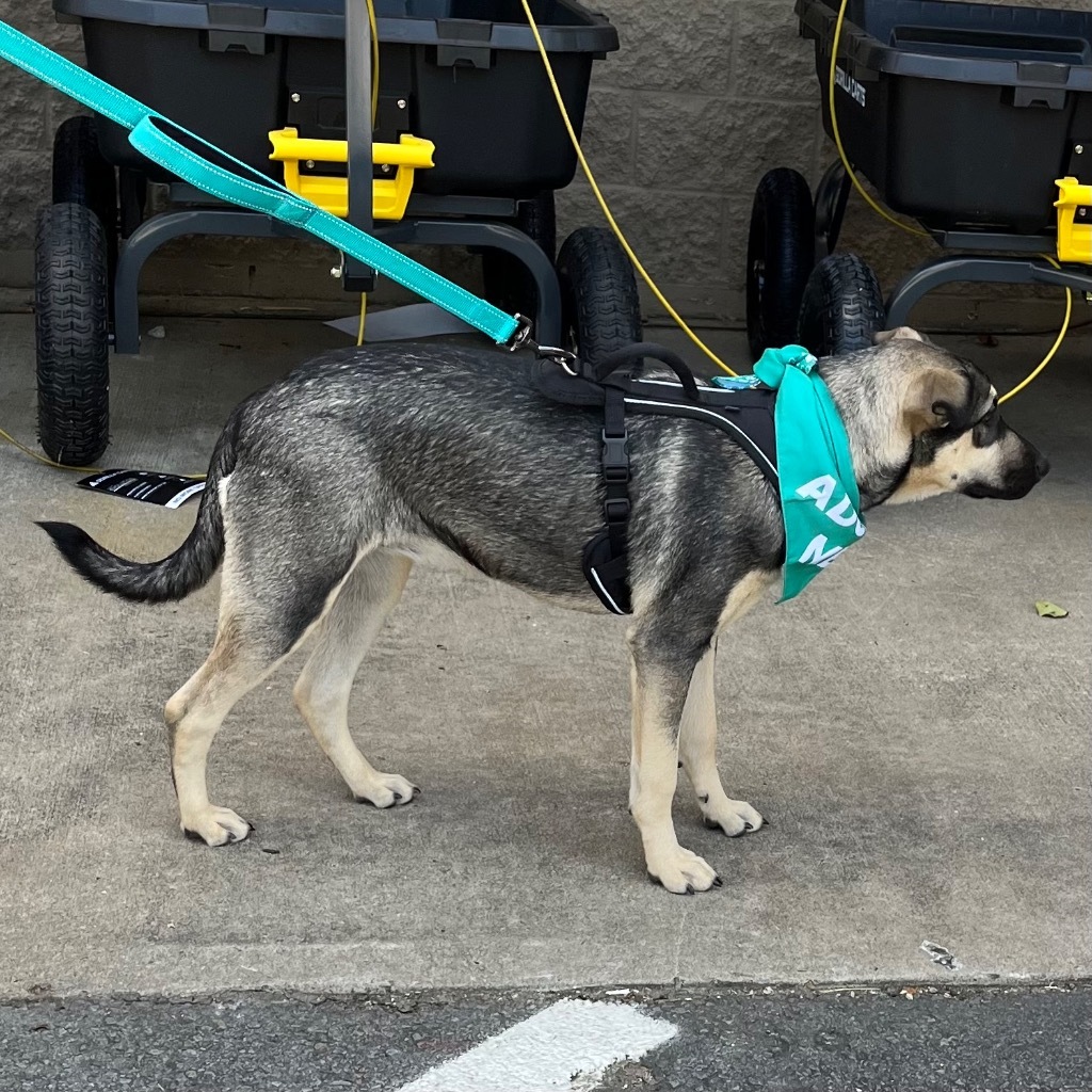 Lulu, an adoptable Shepherd, Labrador Retriever in Little Rock, AR, 72207 | Photo Image 3