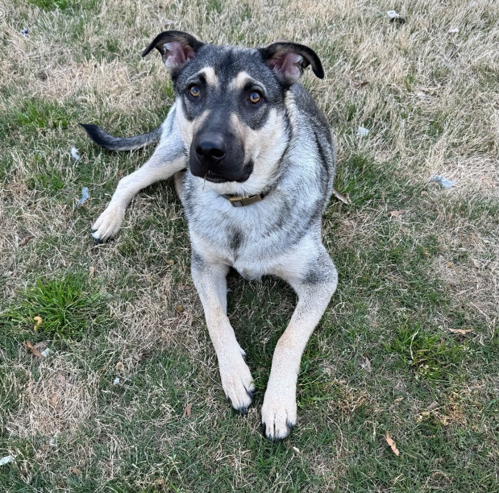 Lulu, an adoptable Shepherd, Labrador Retriever in Little Rock, AR, 72207 | Photo Image 4