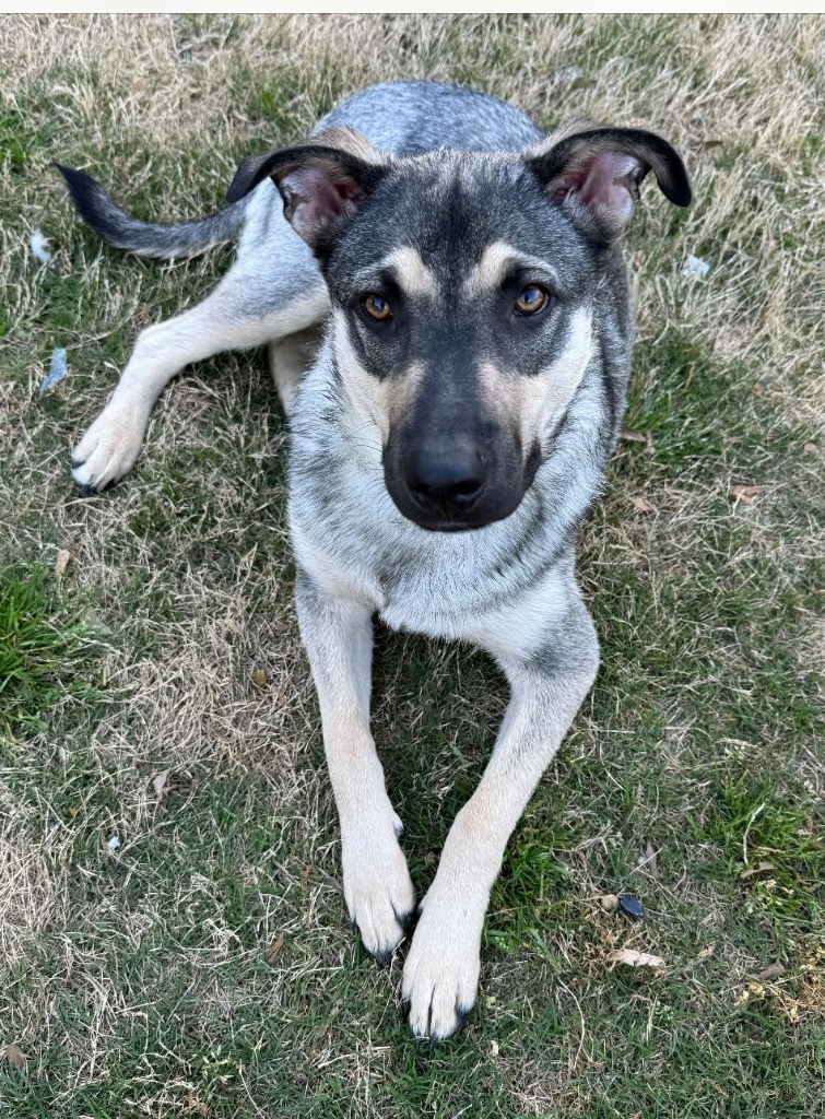 Lulu, an adoptable Shepherd, Labrador Retriever in Little Rock, AR, 72207 | Photo Image 5