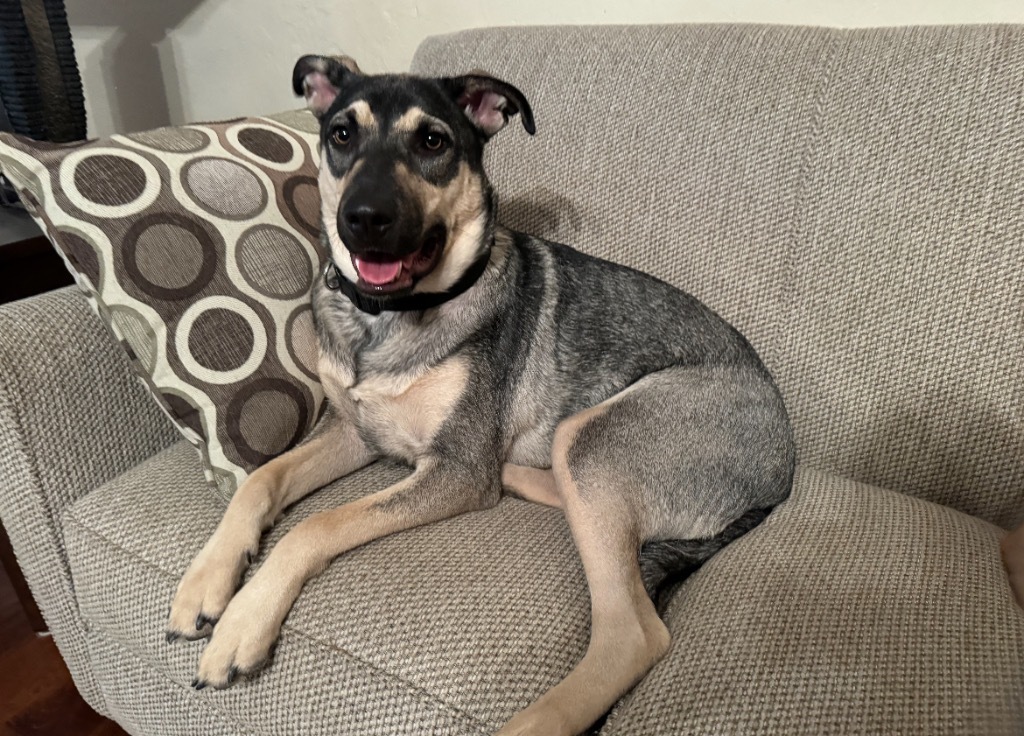 Lulu, an adoptable Shepherd, Labrador Retriever in Little Rock, AR, 72207 | Photo Image 6