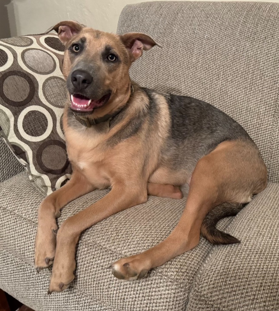 Cleo, an adoptable Shepherd, Labrador Retriever in Little Rock, AR, 72207 | Photo Image 1