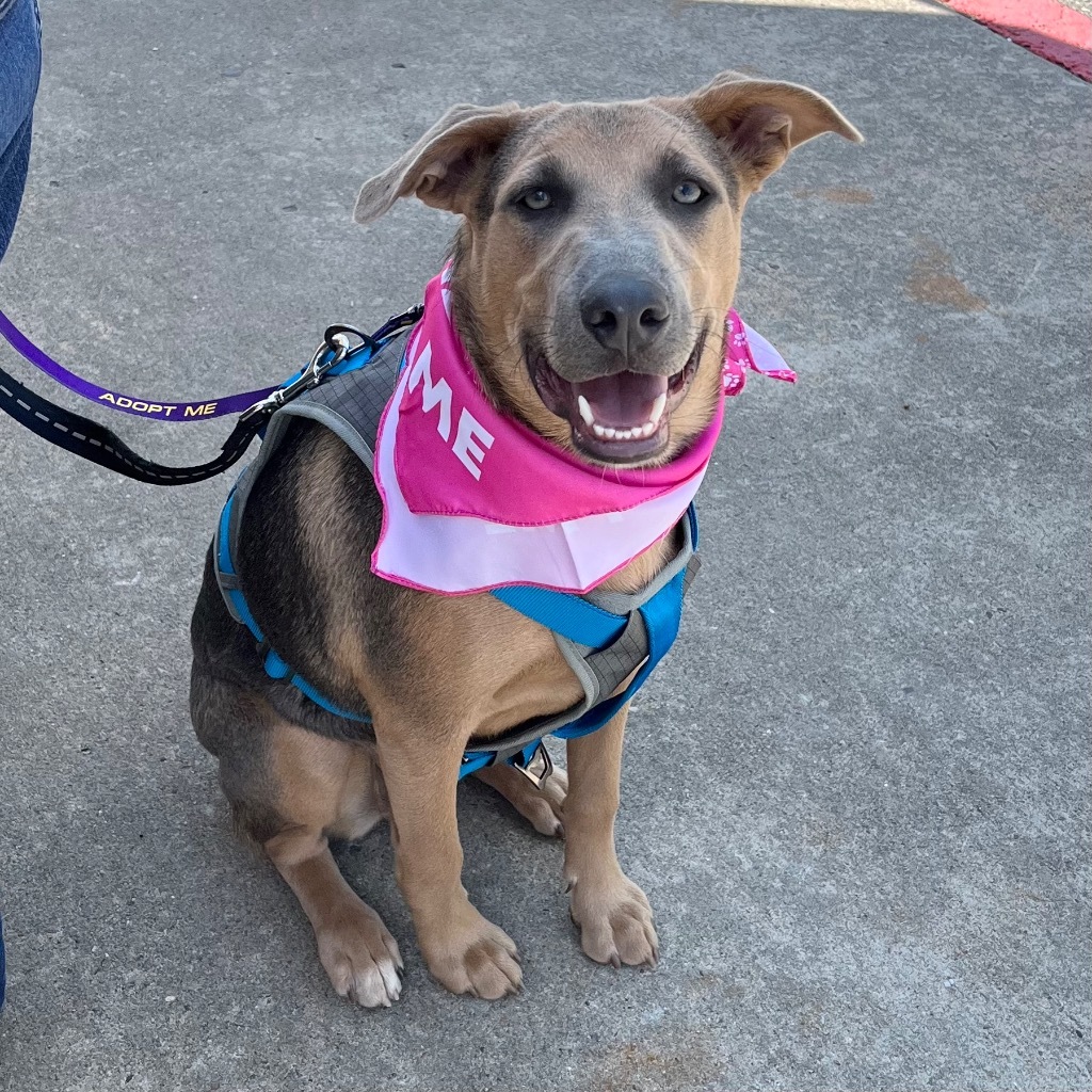 Cleo, an adoptable Shepherd, Labrador Retriever in Little Rock, AR, 72207 | Photo Image 2