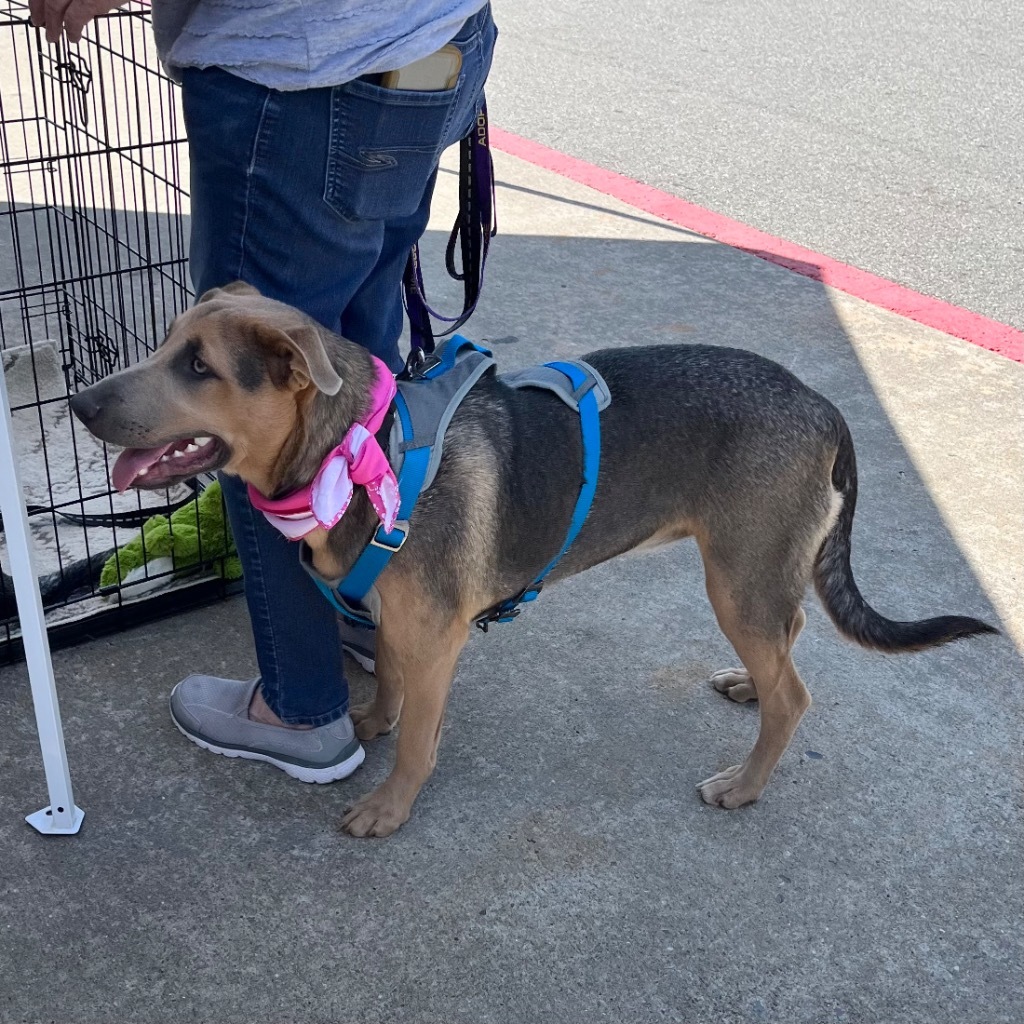 Cleo, an adoptable Shepherd, Labrador Retriever in Little Rock, AR, 72207 | Photo Image 3