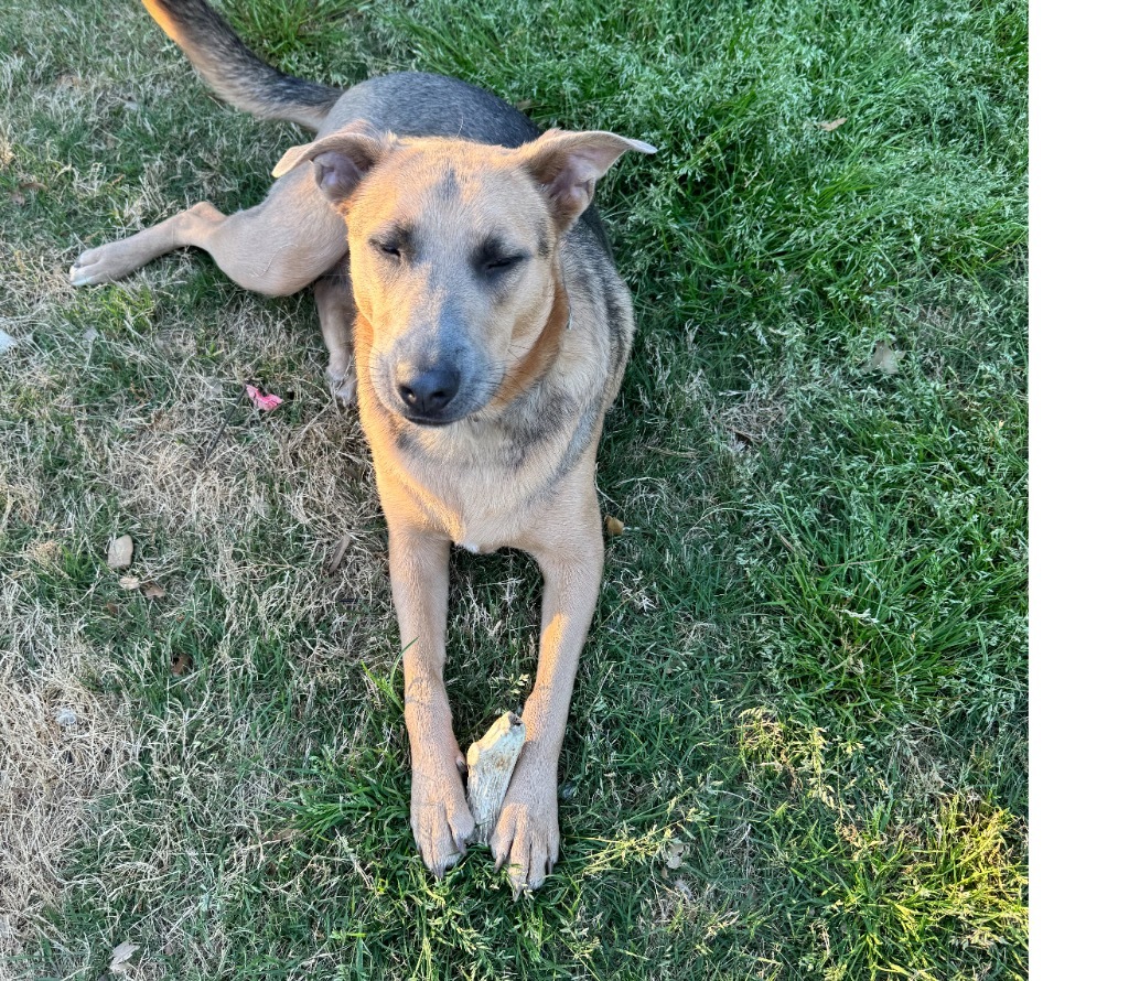 Cleo, an adoptable Shepherd, Labrador Retriever in Little Rock, AR, 72207 | Photo Image 4