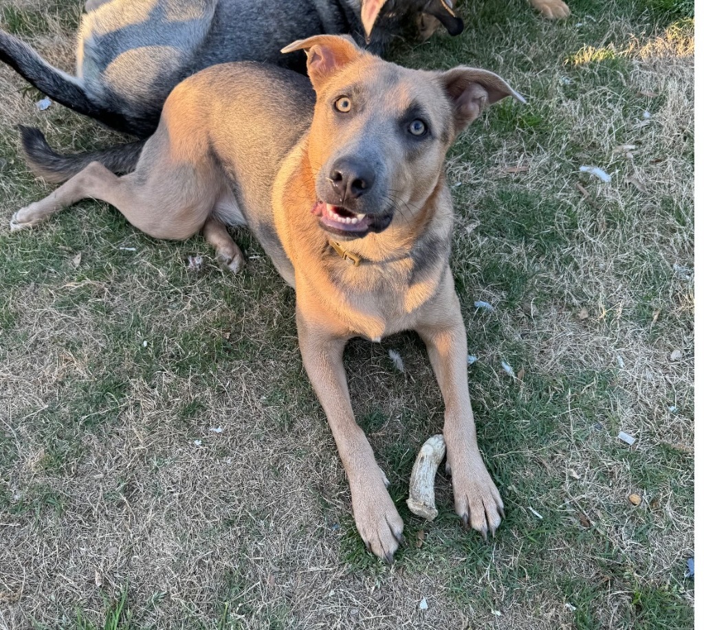 Cleo, an adoptable Shepherd, Labrador Retriever in Little Rock, AR, 72207 | Photo Image 5