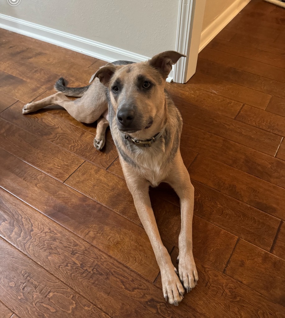 Cleo, an adoptable Shepherd, Labrador Retriever in Little Rock, AR, 72207 | Photo Image 6