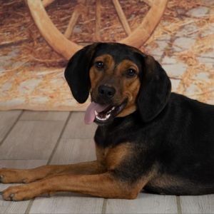 black and tan coonhound beagle mix