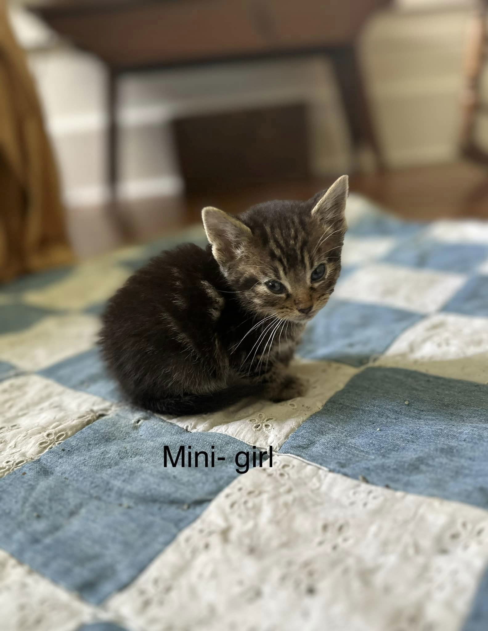 Mini, an adoptable Domestic Medium Hair in Thorndale, TX, 76577 | Photo Image 3