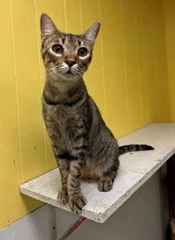 Chris, an adoptable Domestic Short Hair in Jackson, MS, 39213 | Photo Image 1