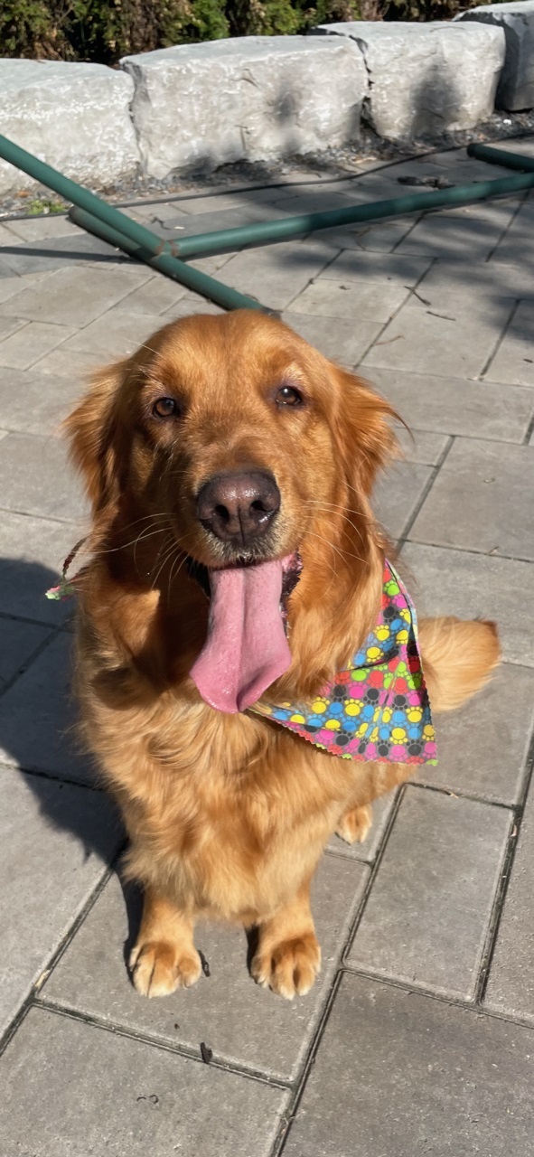Golden 2024 retriever petfinder