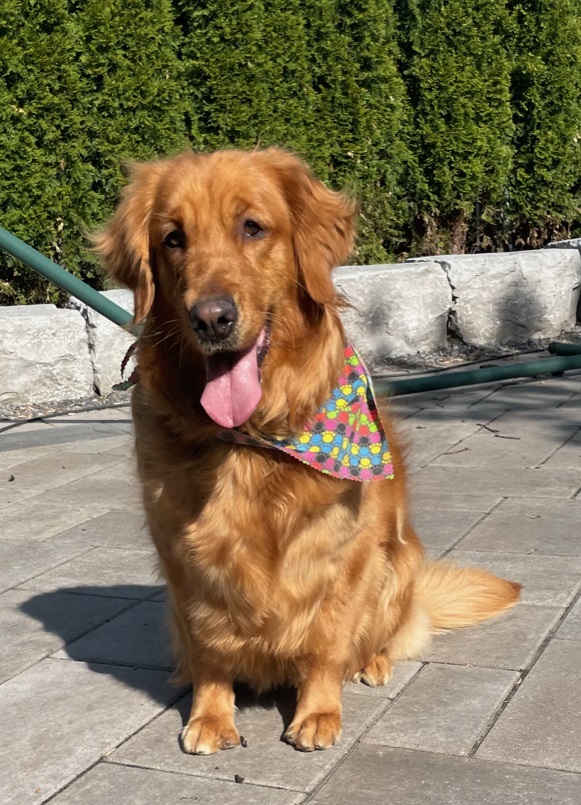 Petfinder store golden retriever