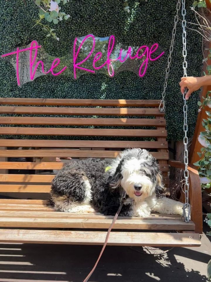 Dog for adoption - BRUNO, a Bernedoodle Mix in Fresh Meadows, NY