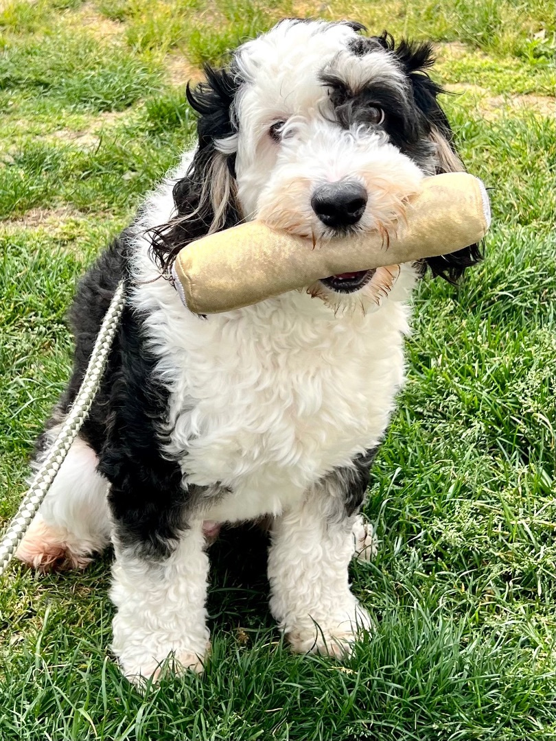 BRUNO, an adoptable Bernedoodle in Fresh Meadows, NY, 11365 | Photo Image 4