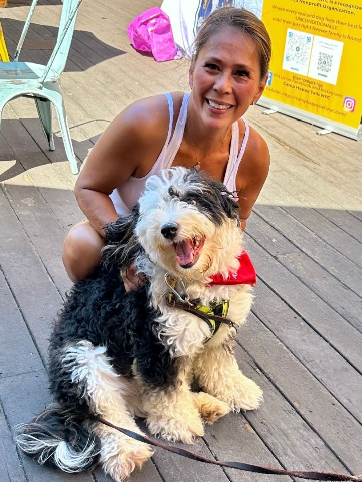 Dog for adoption - BRUNO, a Bernedoodle Mix in Fresh Meadows, NY