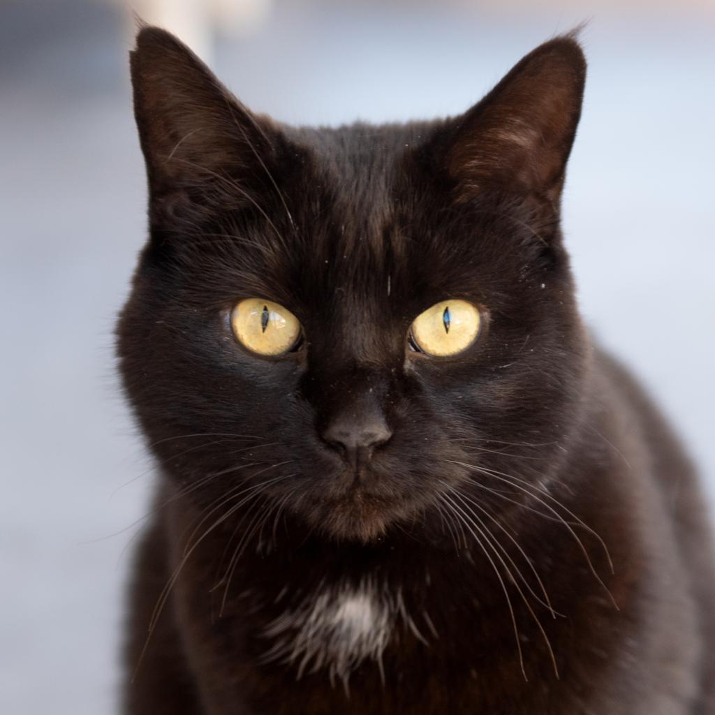 Grumman, an adoptable Domestic Short Hair in Kanab, UT, 84741 | Photo Image 1