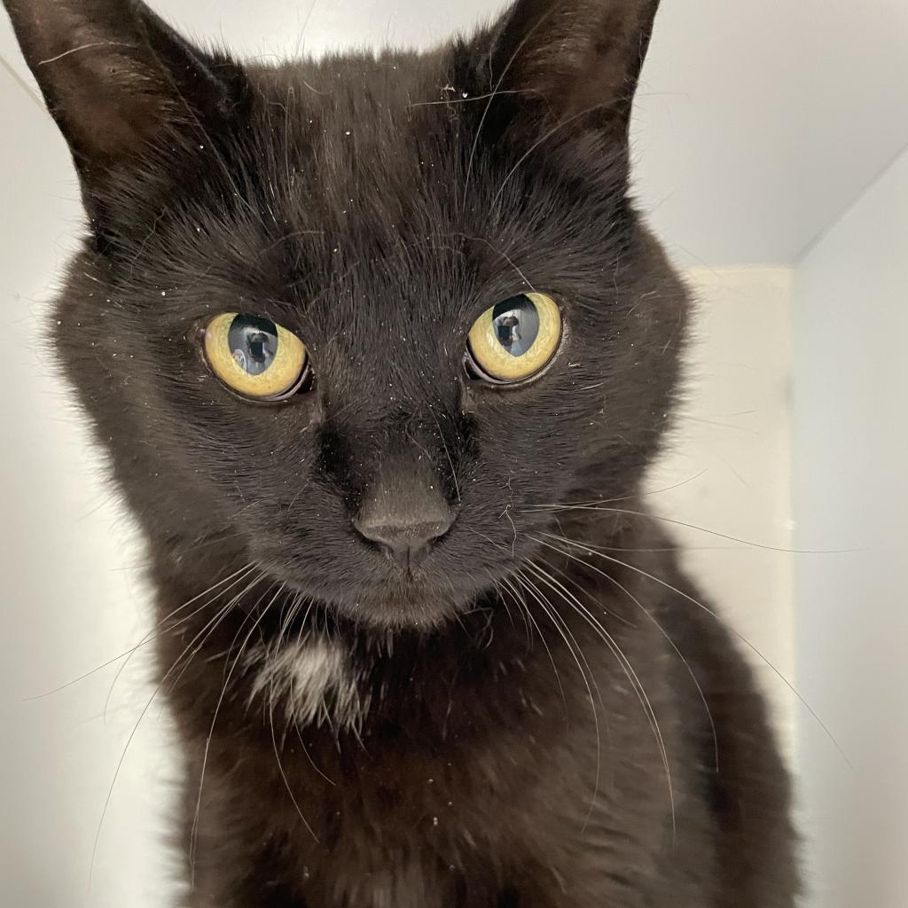 Grumman, an adoptable Domestic Short Hair in Kanab, UT, 84741 | Photo Image 2