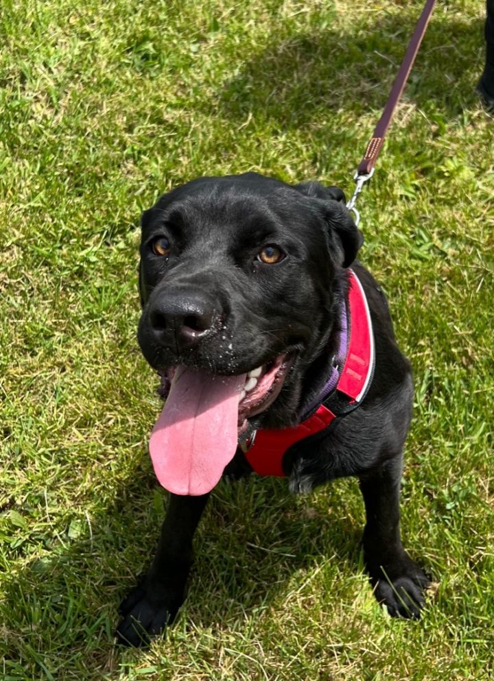 Dog for adoption Ruffington a Black Labrador Retriever