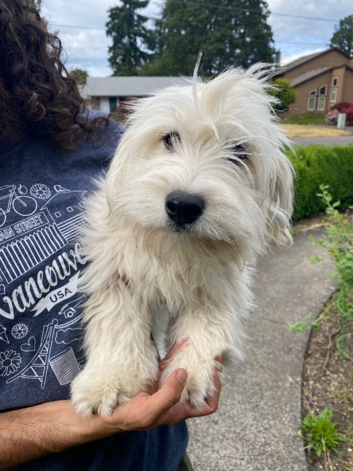 Westie store dachshund mix