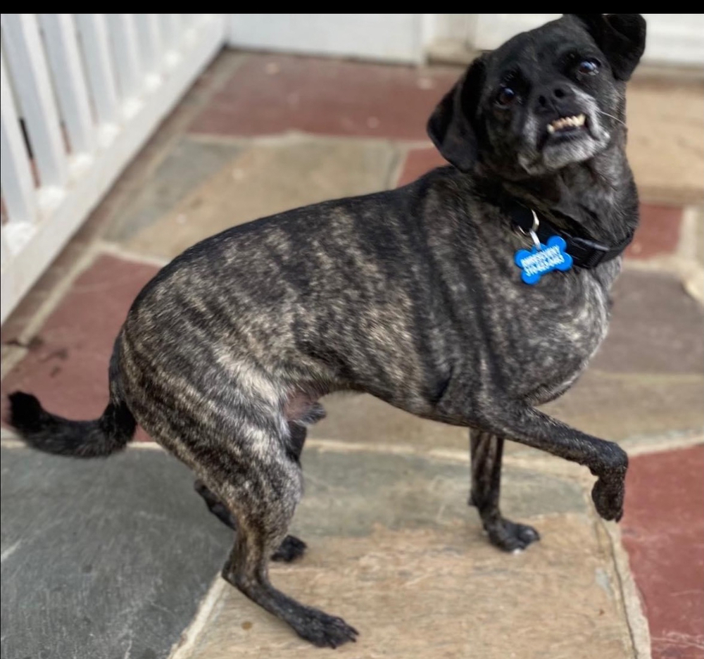 Frankie, an adoptable Pug, Mixed Breed in Huntington, NY, 11743 | Photo Image 2