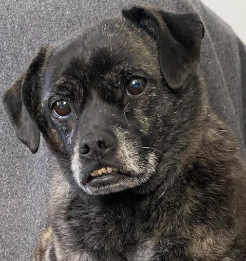 Frankie, an adoptable Pug, Mixed Breed in Huntington, NY, 11743 | Photo Image 3