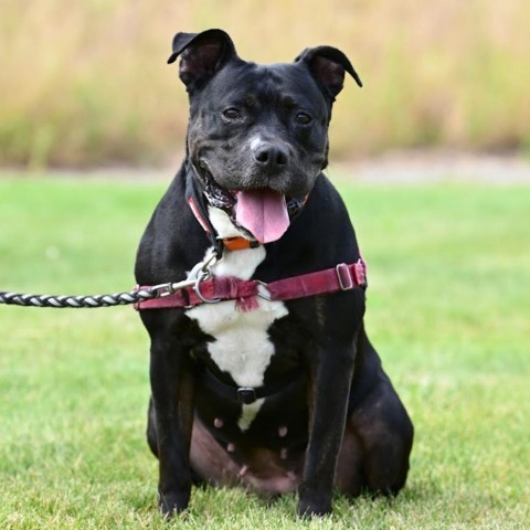Belle, an adoptable Mixed Breed in Ponderay, ID, 83852 | Photo Image 1