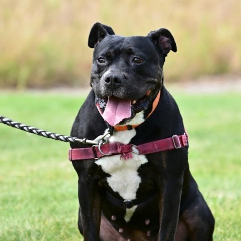 Belle, an adoptable Mixed Breed in Ponderay, ID, 83852 | Photo Image 2