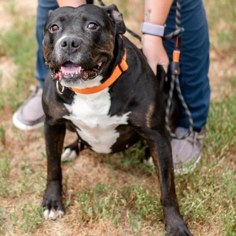 Belle, an adoptable Mixed Breed in Ponderay, ID, 83852 | Photo Image 3