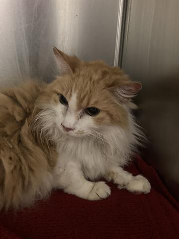 MR. PURRFECT, an adoptable Domestic Long Hair in Santa Barbara, CA, 93111 | Photo Image 1