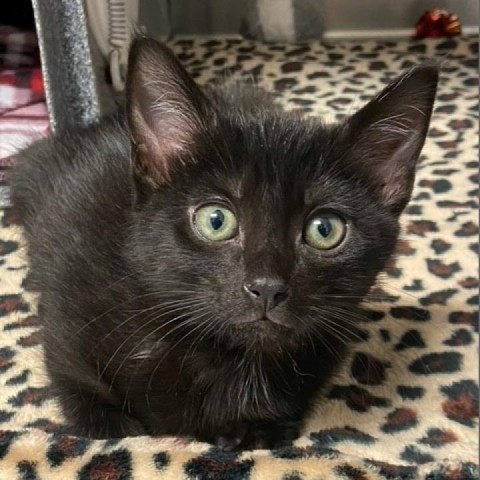 Bo, an adoptable Domestic Short Hair in Green Cove Springs, FL, 32043 | Photo Image 1