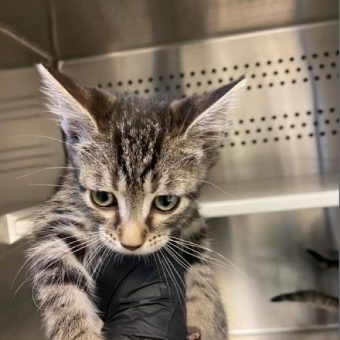 Extra, an adoptable Domestic Short Hair in Green Cove Springs, FL, 32043 | Photo Image 1