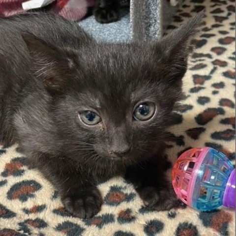 Nelly, an adoptable Domestic Short Hair in Green Cove Springs, FL, 32043 | Photo Image 1