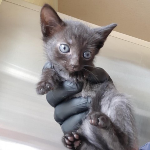 Nelly, an adoptable Domestic Short Hair in Green Cove Springs, FL, 32043 | Photo Image 2