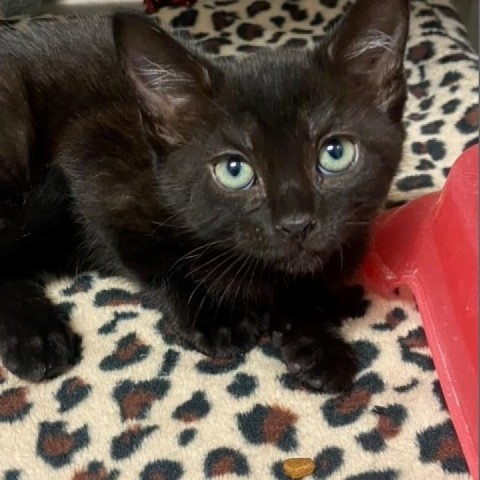 Bonnie, an adoptable Domestic Short Hair in Green Cove Springs, FL, 32043 | Photo Image 1