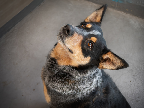 Heidi, an adoptable Australian Cattle Dog / Blue Heeler Mix in Winchester, KY_image-2