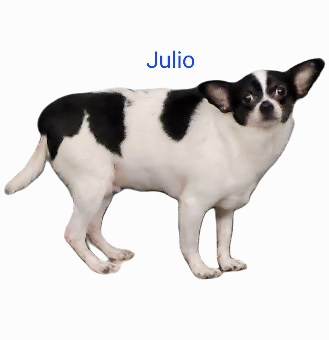 Julio, an adoptable Chihuahua in Thomasville, NC, 27361 | Photo Image 1