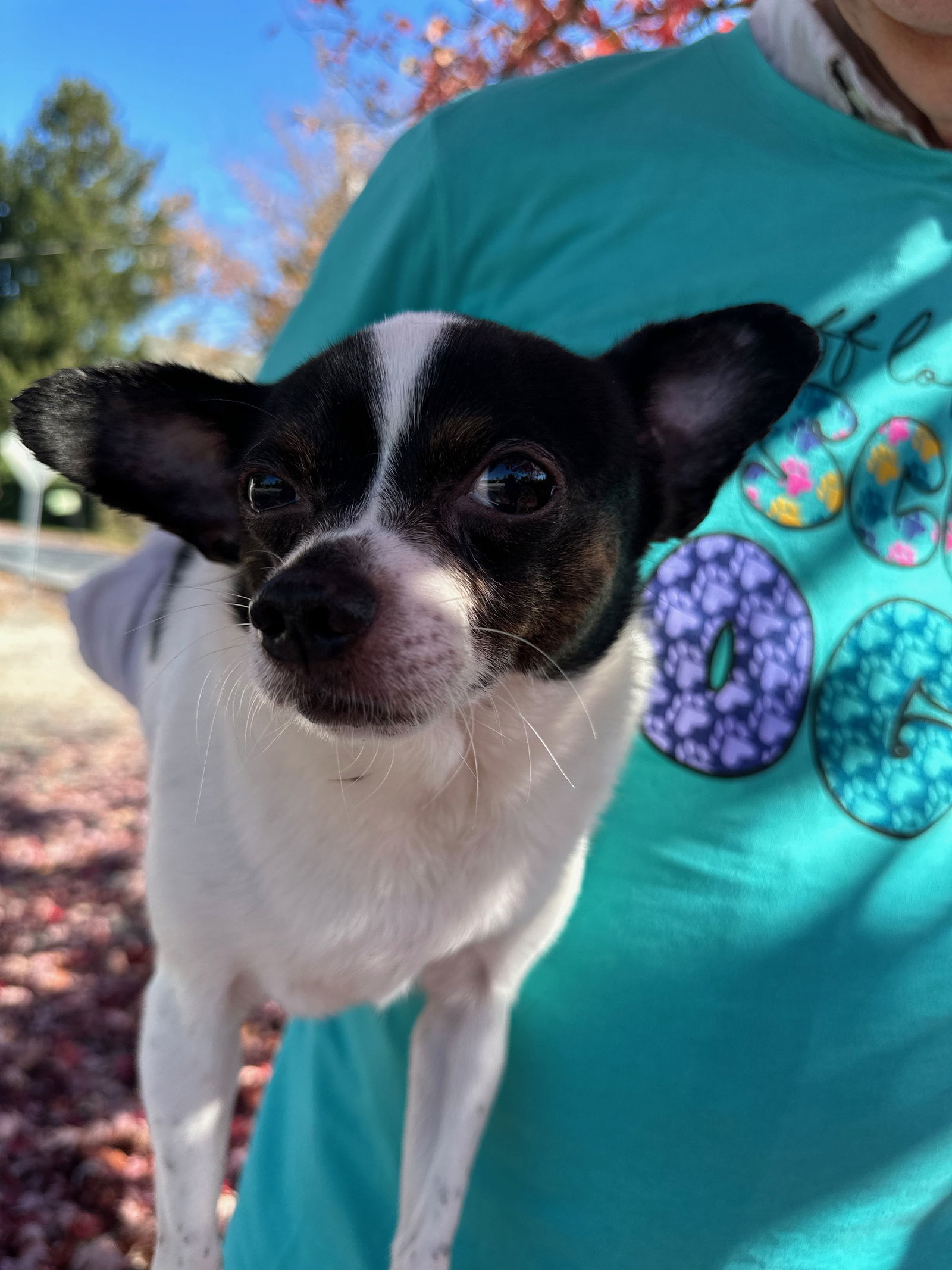 Julio, an adoptable Chihuahua in Thomasville, NC, 27361 | Photo Image 2