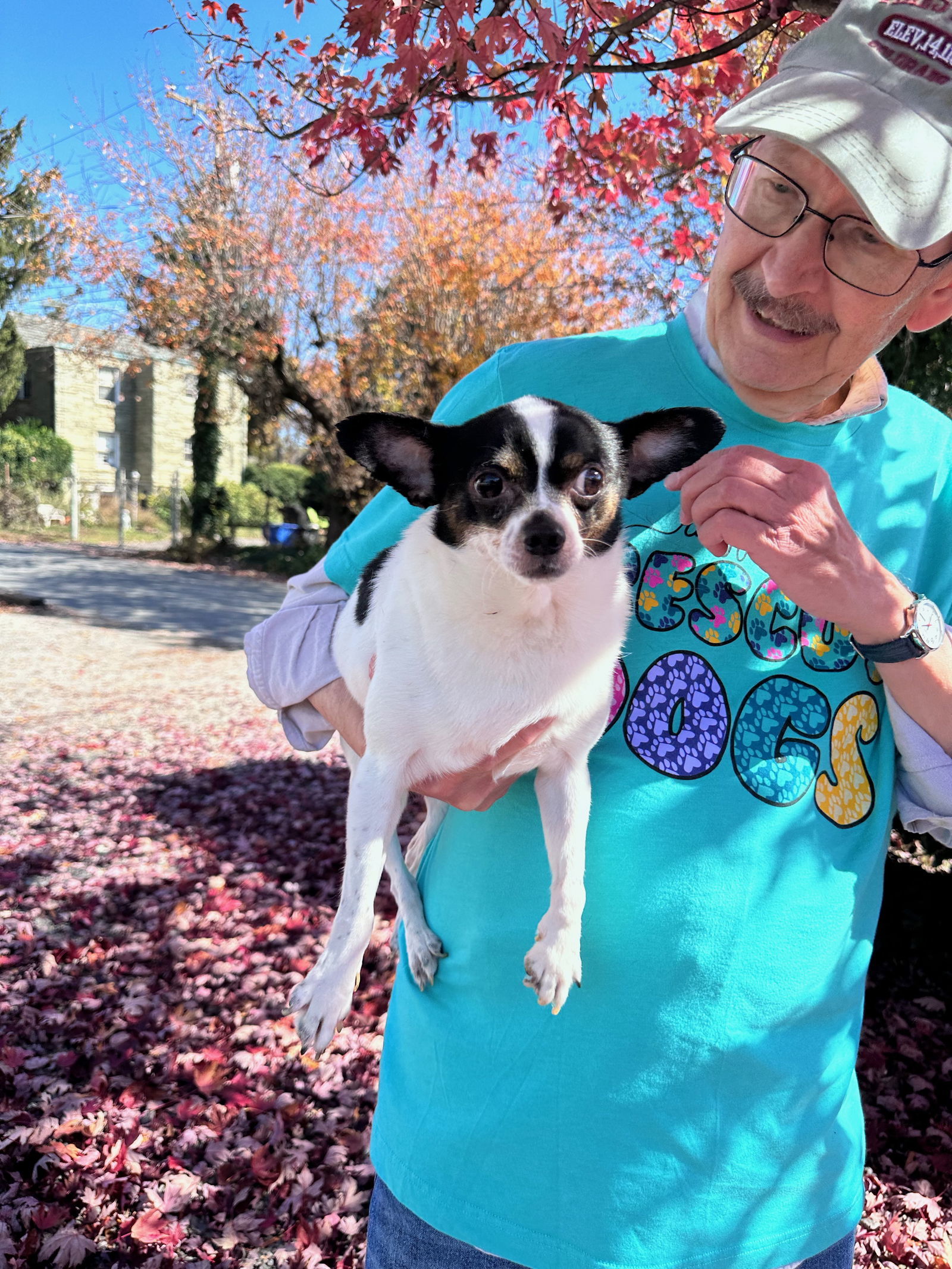 Julio, an adoptable Chihuahua in Thomasville, NC, 27361 | Photo Image 3