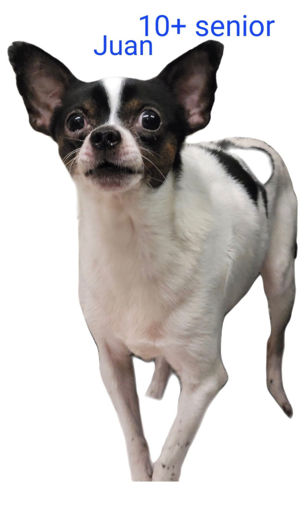 Juan, an adoptable Chihuahua in Thomasville, NC, 27361 | Photo Image 1