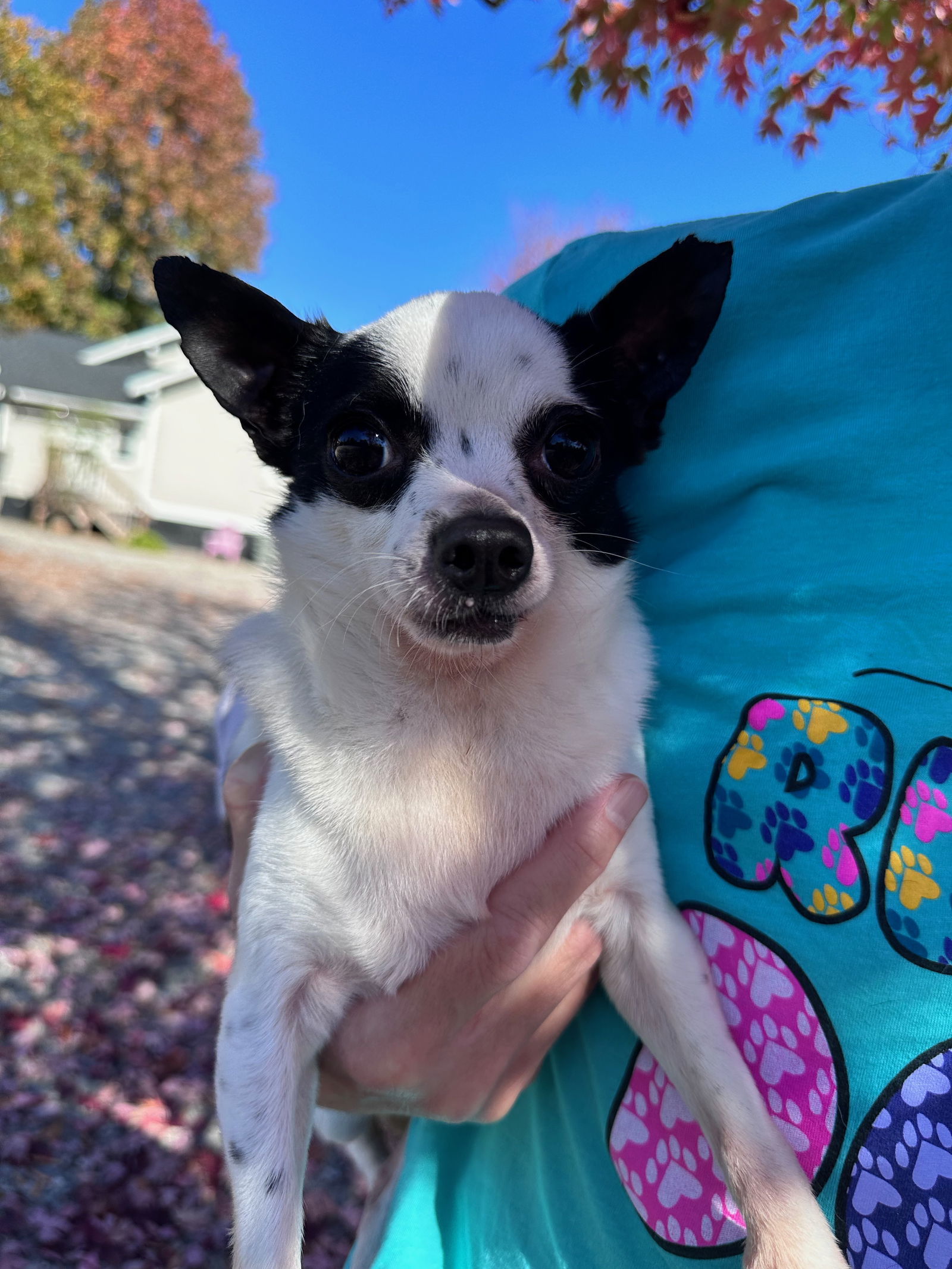 Juan, an adoptable Chihuahua in Thomasville, NC, 27361 | Photo Image 2