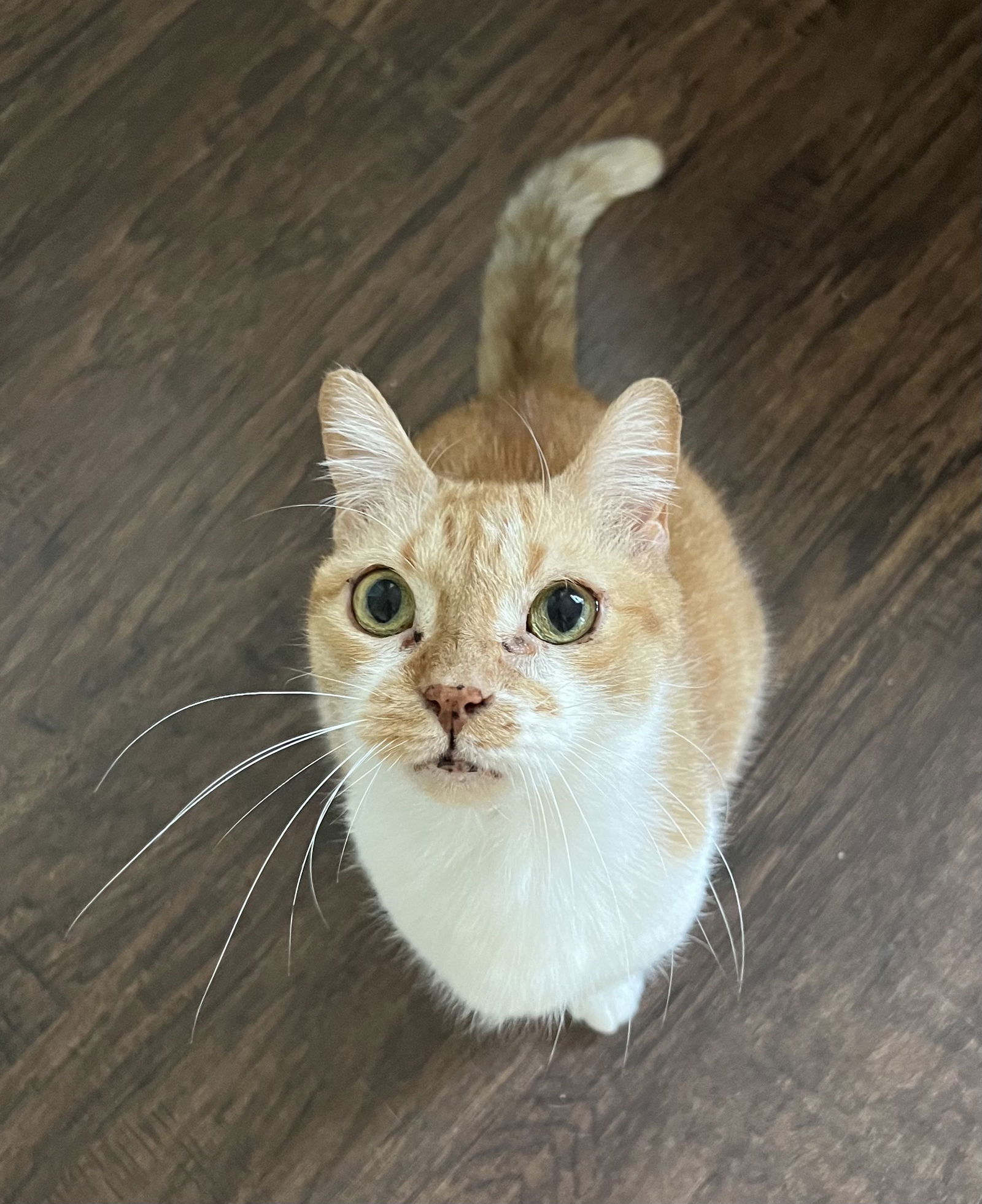 Petfinder Quiz 57 - 4digo01