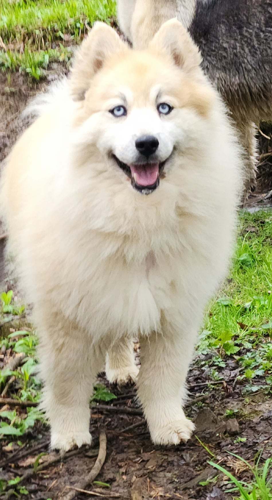 Bear Kendall, an adoptable Husky, Pomeranian in Cuba, NY, 14727 | Photo Image 1