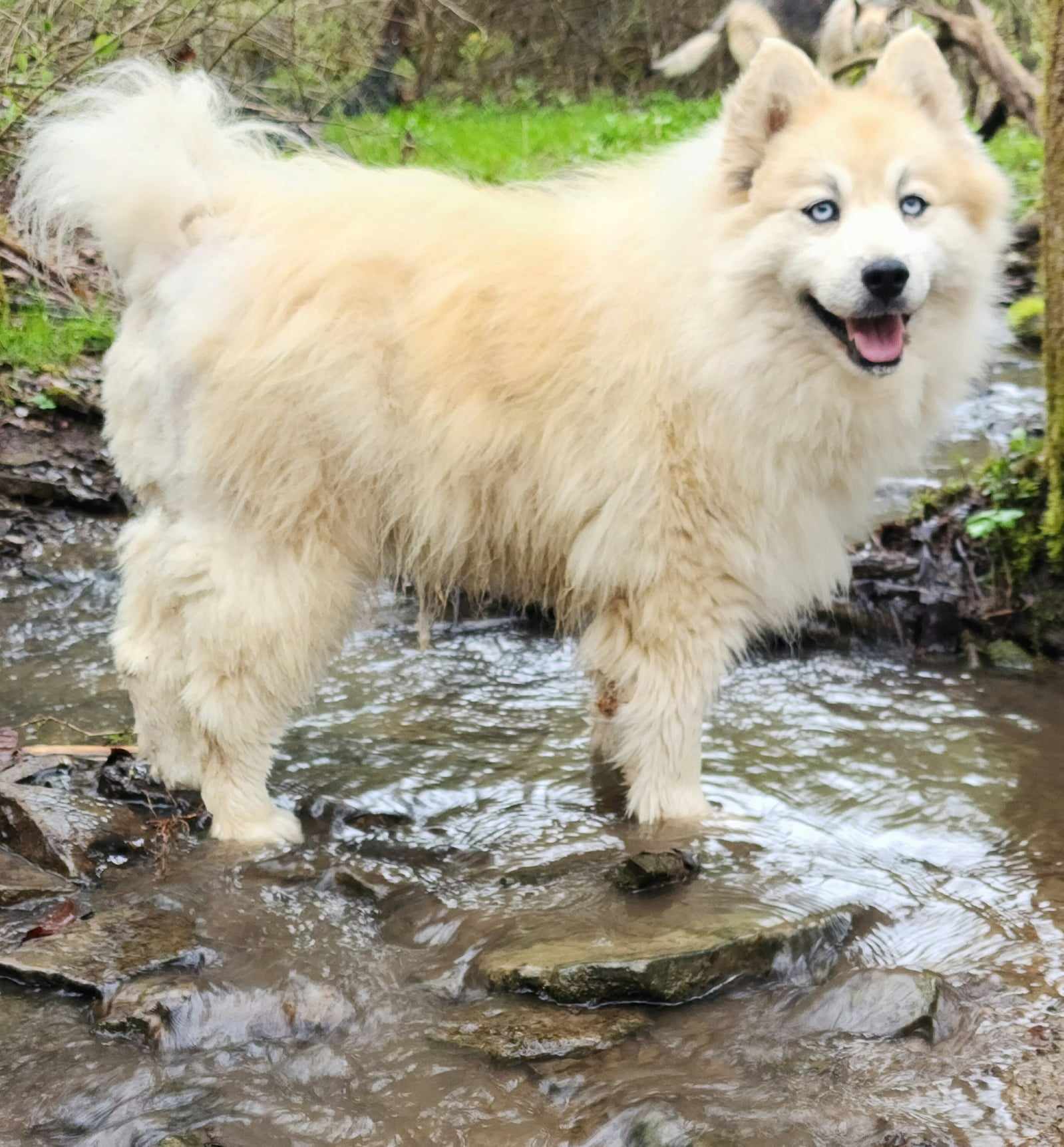 Bear Kendall, an adoptable Husky, Pomeranian in Cuba, NY, 14727 | Photo Image 2